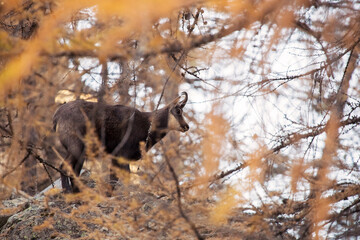 chamois in the forest