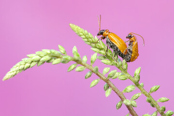 A pair of cucurbit leaf beetles mating on a wildflower. This insect has the scientific name...
