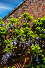wisteria growing up the side of a brick wall