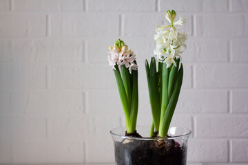 hyacinths, spring flowers in a pot on a white background, the arrival of spring