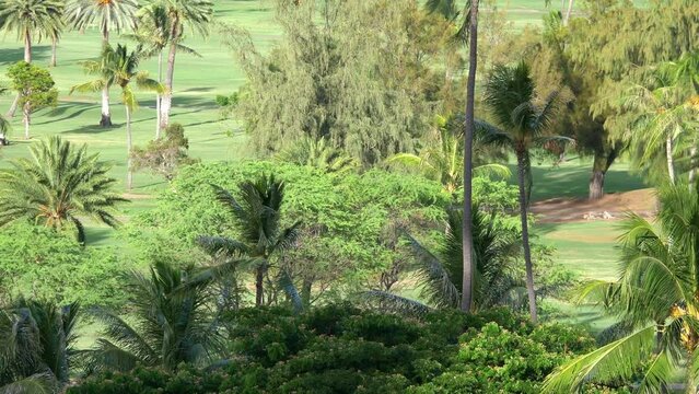 Golf field in tropics in 4k slow motion 60fps