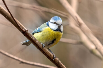 Fototapeta premium Blue tit on a tree branch, winter in Poland