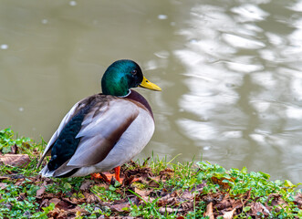 Fototapeta premium Male mallard duck latin Anas Platyrhynchus