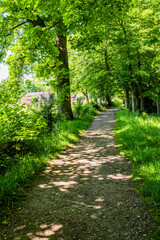 footpath through forest