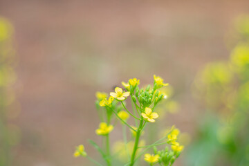 Obraz premium Yellow flower with smooth background.