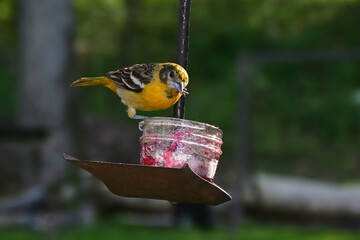 A Golden Finch feeding at our Grape Jelly feeder we put out for the birds in our yard in Windsor in Upstate NY.
