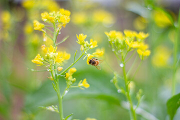Honey bees collect pollen from yellow rape flowers.
