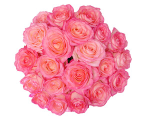 natural pink rose flowers on white background