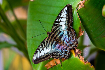 Shooting these wonderful butterflies with beautiful colors in Knokke-Heist, Belgium.