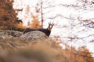 chamois in the forest