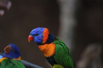 rainbow lorikeet parrot
