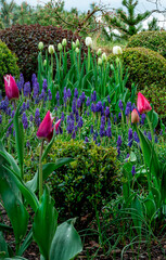 Tulipany i szafirki na wiosennej rabacie
