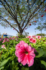 Obraz premium Red heart hanging on big tree, The tree hanging with red, pink heart paper and white star decorative outdoor in blue sky background