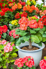 Red euphorbia milii flowers blooming (Poi sian ), Crown of thorns plant blooming in the pot.
