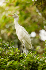 The Egret bird
