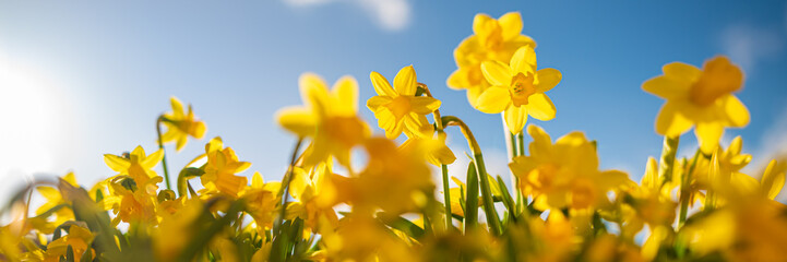 Gelbe Osterglocken - Narzissen - im Frühling zu Ostern