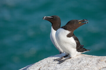 Razorbill, Alca torda, adult pair on cliff ledge