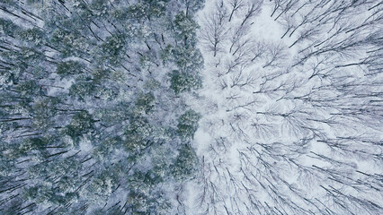 Aerial top view of winter wild forest with snowy and naked trees in half