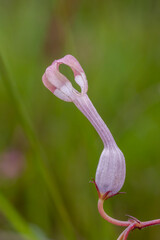 Rare and Endanger Ceropegia flower seen near Cherrapunji , Meghalaya, India