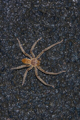 Wolf spider seen on wet rocks near water stream in Meghalaya, India