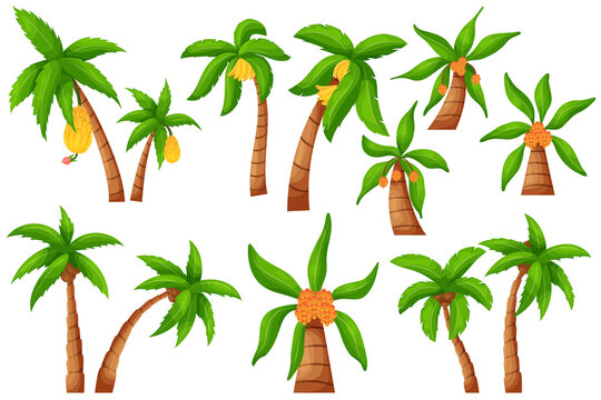 Jungle palm tree. Cartoon exotic tropical plant, coco and banana palm isolated elements. Vector set