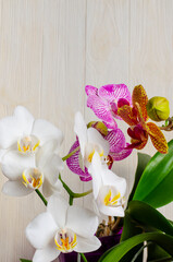 White, pink and yellow beautiful orchids