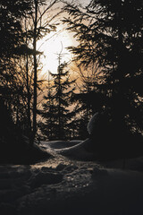 Snow with Sunset and Tree in Forest in Czech Republic