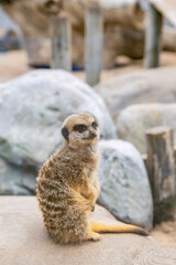 meerkat standing on the ground