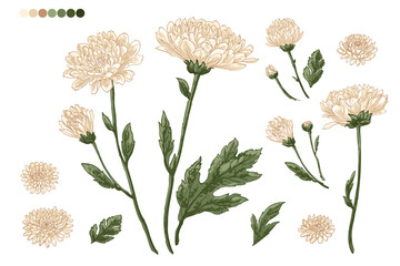 Flowers vector line Chrysanthemums drawn by a color  - obrazy, fototapety, plakaty