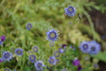 hoverfly sits on blue flower