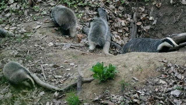 European badger (Meles meles) family playing at the burrow den sett