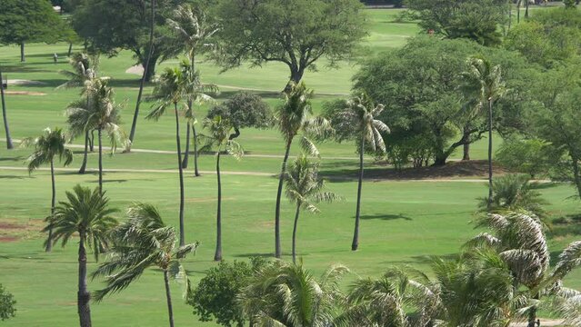 Golf field in tropics in 4k slow motion 60fps