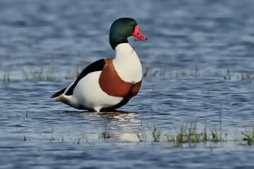 Eine Brandgans (Tadorna tadorna) steht im Wasser.