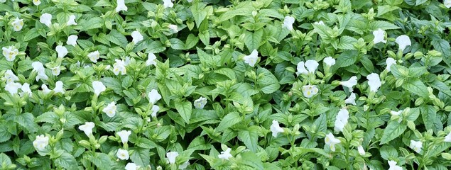 Beautiful Fresh White Torenia or Wishbone Flowers