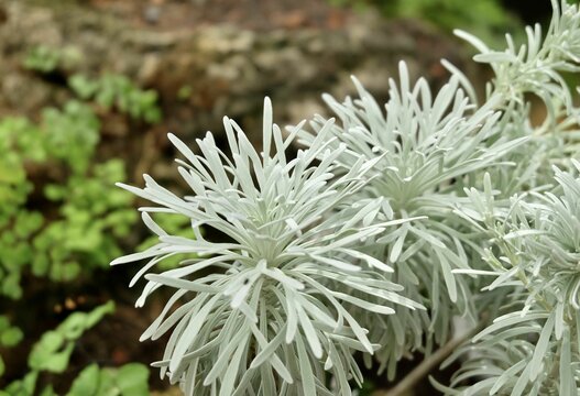 Beautiful Crossostephium Chinense Plants in A Garden