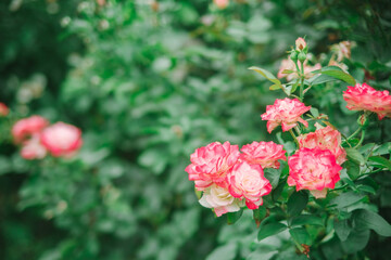 pink rose bush