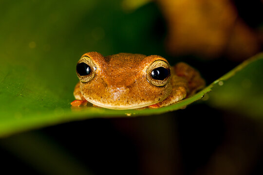 Orange Frog In Tropical Atlantic Forest, Brazil