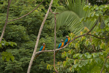 blue and yellow headed macaw in flight in manu national park peru