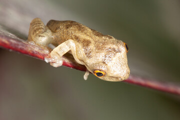 Small frog in tropical Atlantic Forest, Brazil