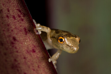 Small frog in tropical Atlantic Forest, Brazil