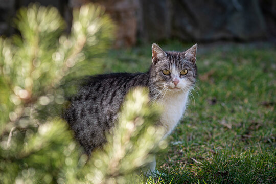 duży szary kot europejski z białym brzuchem i złotymi oczami w ogrodzie i patrzy