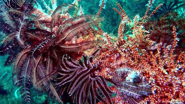 soft coral scenery from raja ampat tropical waters indonesia underwater