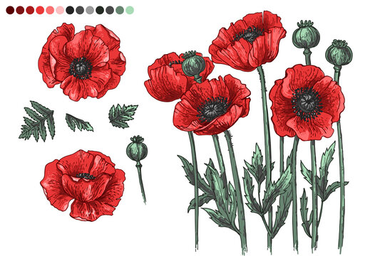 Flowers vector line drawing. Poppies drawn by a color on a white background. Remembrance day. 