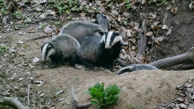 European badger (Meles meles) family playing at the burrow den sett