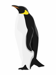 Emperor penguin Aptenodytes forsteri or Foster's penguin looking up. Birds of the South Pole. Realistic vector animal