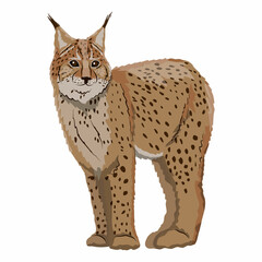 Eurasian lynx or Lynx lynx. Big wild cats. Animals of Europe, Asia and America. vector illustration