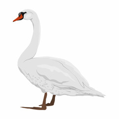 White swan mute. White swans Cygnus olor stands on its paws. Realistic vector wild birds