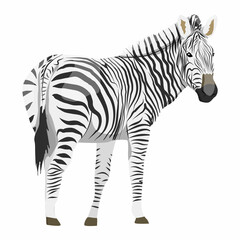 Fototapeta na wymiar African zebra. Animals of Africa. Plains zebra Equus quagga or common zebra. Vector realistic animal