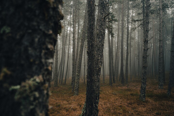Day with a lot of fog in the forest in the Pyrenees