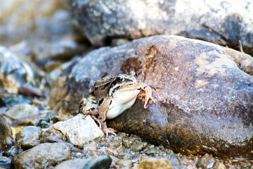resting frog